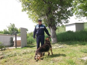 Leto – câinele anti-furt din dotarea Secției Români