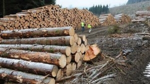 Peste 400 mc de lemn confiscat valoric de la un fost viceprimar
