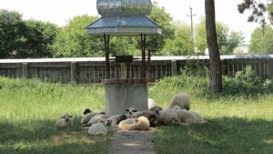 Tupilați: biserica monument cu țarc de oi în curte