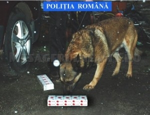 Câinele polițist care distruge ”podul de țigări” din Republica Moldova