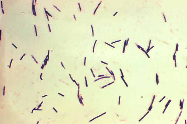 Bacteria Clostridium &#8211; descoperită în noi puncte din Neamț