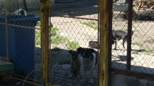 GALERIE FOTO Viață de câine la adăpostul Salubritas