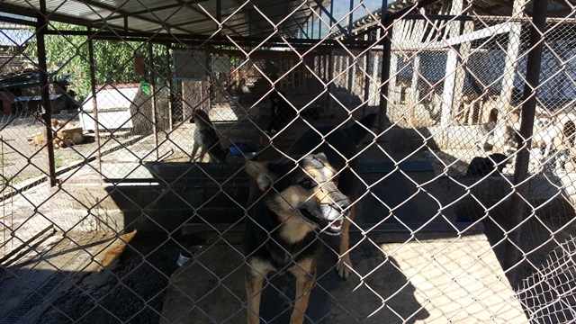 GALERIE FOTO Viață de câine la adăpostul Salubritas