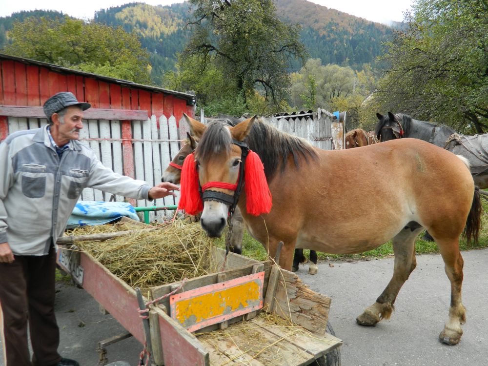 zile bicaz 2016 11 1