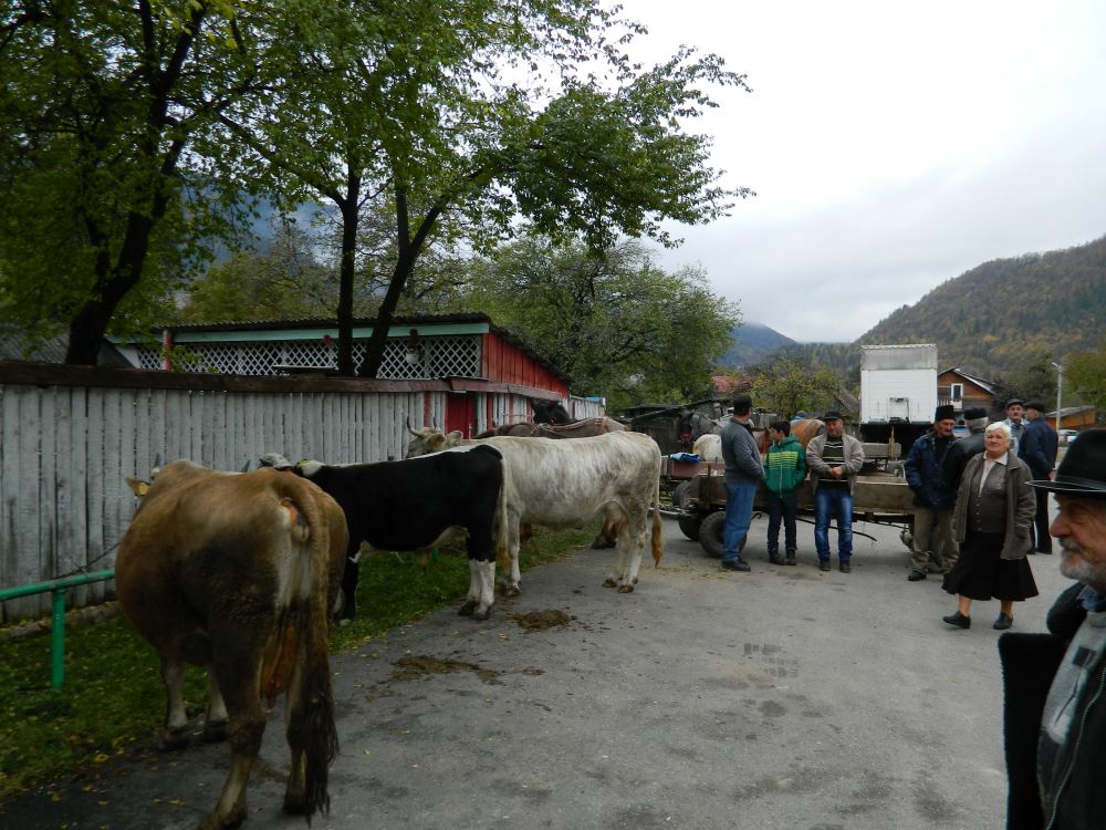 zile bicaz 2016 9