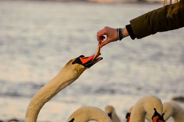 Aspecte privind protectia păsărilor din Lacurile Vaduri, Pângărați și Bâtca Doamnei