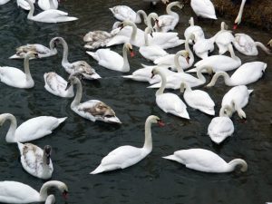 Alertă de gripă aviară! Două lebede moarte pe Lacul Bâtca Doamnei