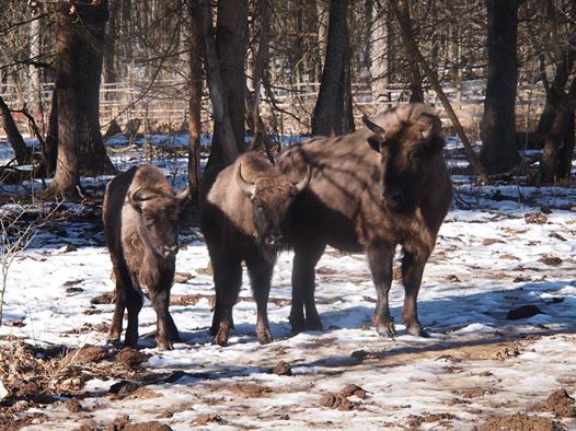 FOTO Doi zimbri se pregătesc de libertate în Parcul Natural  Vânători-Neamț