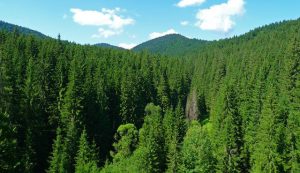 Stirea anului: 166.813 ha de pădure rămân la Romsilva