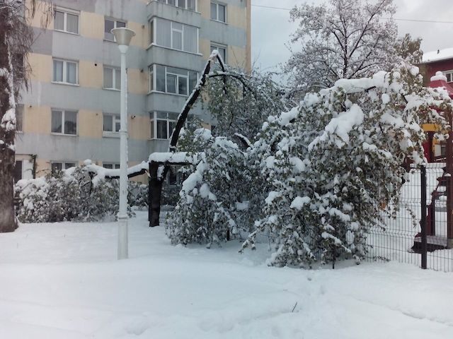 Zăpada a toaletat forțat copacii în Piatra Neamț. Galerie foto