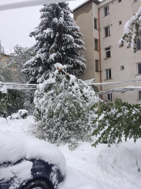 Zăpada a toaletat forțat copacii în Piatra Neamț. Galerie foto