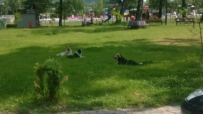 Premieră turistică: Ștrandul din Piatra Neamț, zonă VIP pentru câini