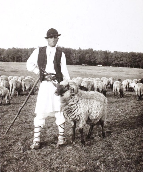 Tradiții: Nunta oilor în Vara lui Mioi