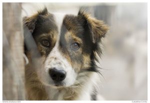 Târg de adopții din adăpostul public de câini lângă Turnul lui Ștefan