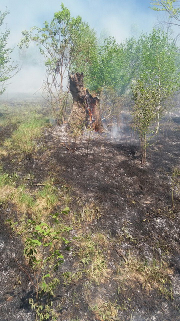 FOTO Incendiu de vegetaţie la Toşorog! Pompierii luptă de 24 de ore cu focul!