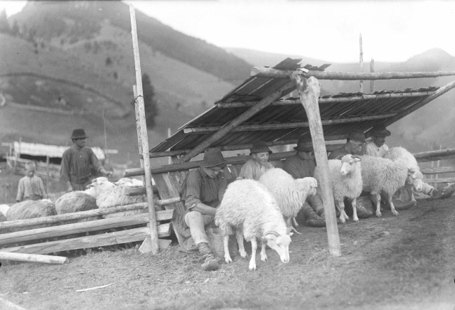Din credințele românilor: La coborâtu’ oilor