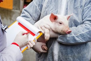 Ședințele, pozele și glonțul &#8211; măsurile de prevenire a răspândirii pestei porcine africane în Neamț