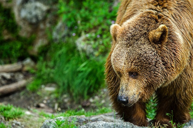 Argument pentru împușcarea urșilor: ”Cât costă, pe piaţa muncii, un Homo sapiens, exemplar adult, bine hrănit?”