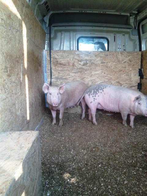 Reportaj cu pesta de gât: Comerțul cu porci înflorește lângă oborul închis de la Roznov