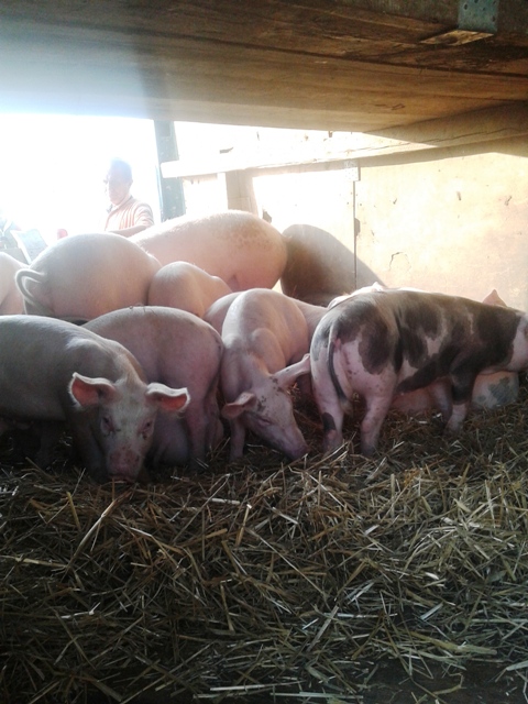 Reportaj cu pesta de gât: Comerțul cu porci înflorește lângă oborul închis de la Roznov
