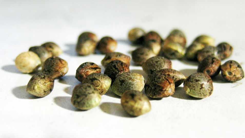 seminte cannabis