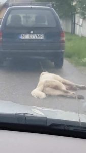 Știre actualizată. Șocant: câine târât pe stradă, legat de o mașină!