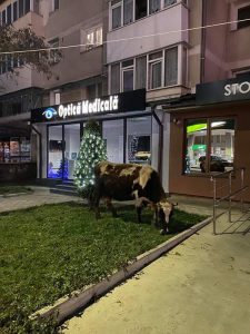 Târgu Neamț: vaci la pascut sub balcoane din centrul orașului