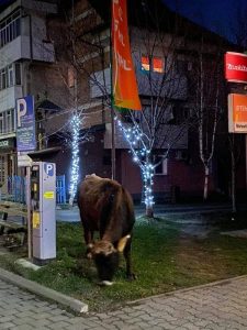Târgu Neamț: vaci la pascut sub balcoane din centrul orașului
