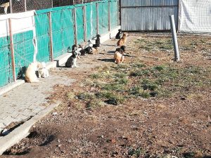 Câinii fără stăpân ”rezervați”, o problemă pentru Salubritas