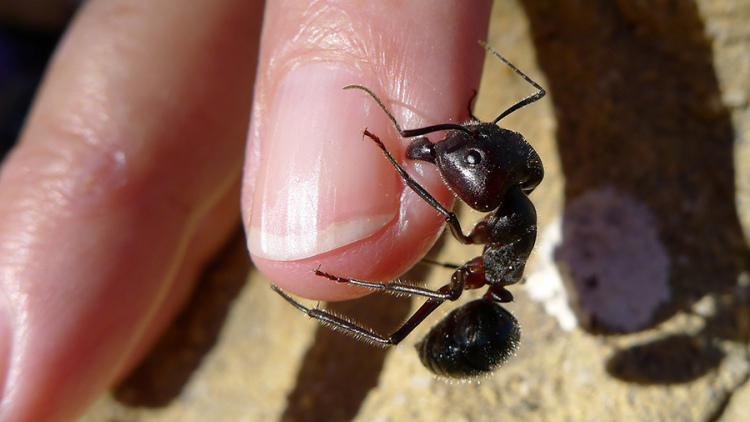 Tradiții: Joia iepelor și a furnicilor