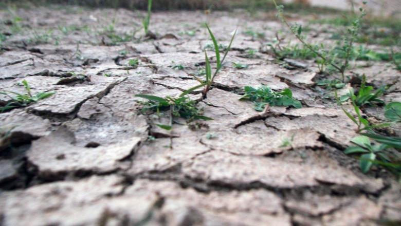 Zona Roman este cea mai afectată de secetă