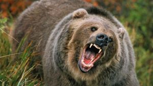 Un urs a fost văzut la Bicaz Chei, localnicii avertizați prin RO-ALERT
