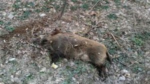Alertă de pestă porcină africană, carantină în 4 localități din județul Neamț