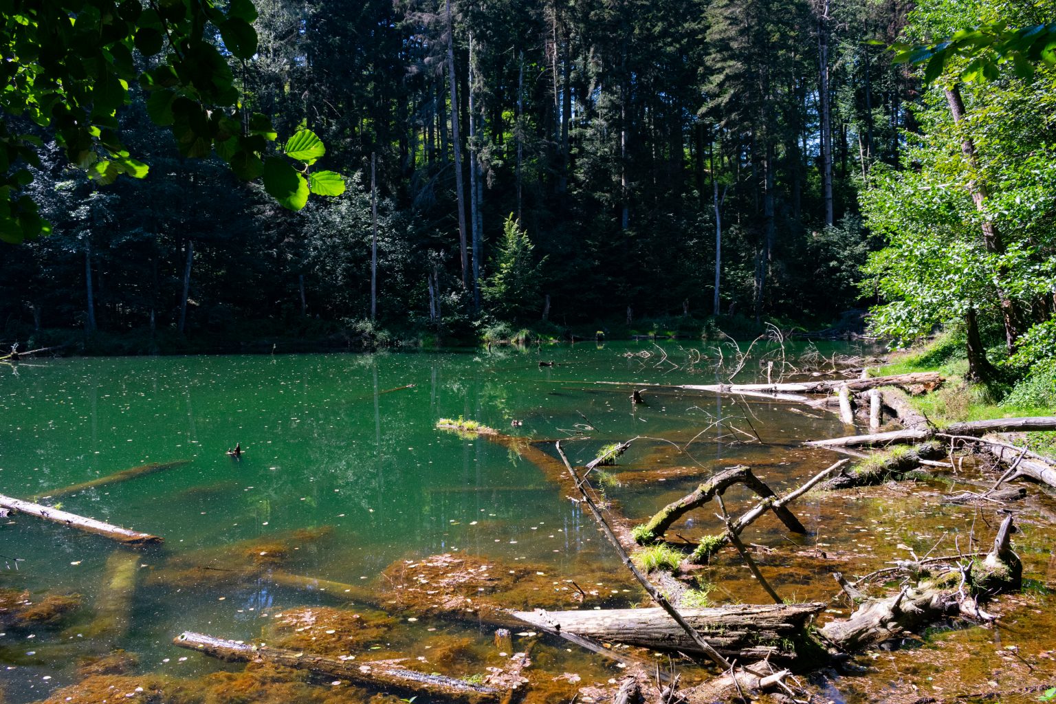 GALERIE FOTO Perle turistice puţin cunoscute: Lacul Veselaru şi Cascada Duraş Poza 4 Lacul Veselaru