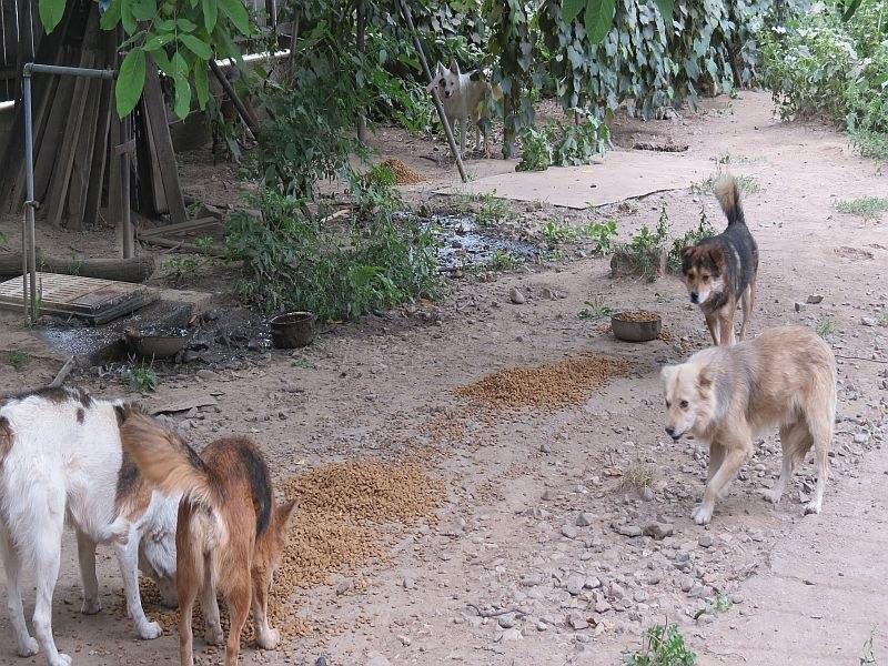 Scandal cu câini și mizerie pe o stradă din Izvoare