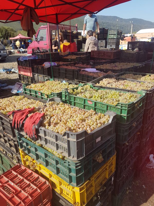 Struguri și cartofi la jumătate de preț în piața en gros față de piețele din Piatra Neamț