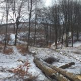 Târgu Neamţ: Pădurar „avertizat” de hoţii de lemne