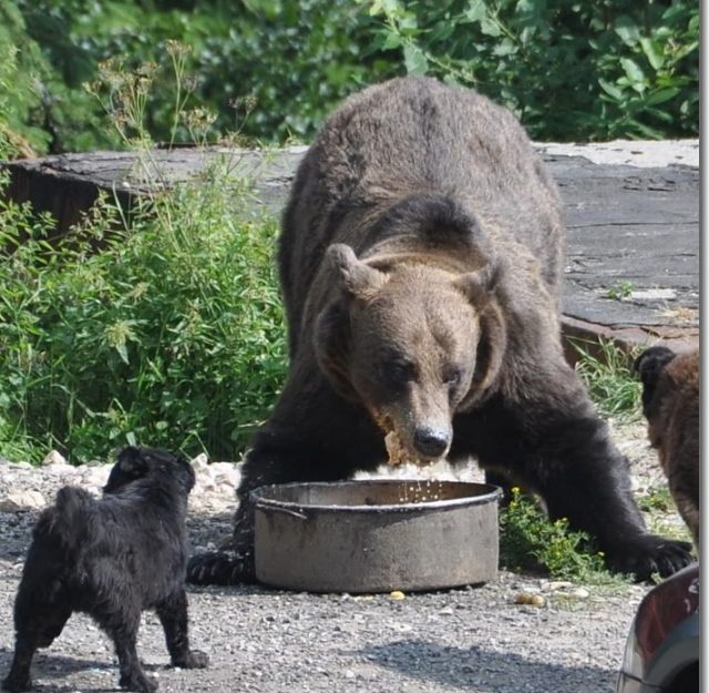 Urșii revin la Bicaz Chei din obișnuință: găsesc hrană și nu se mai tem de zgomote