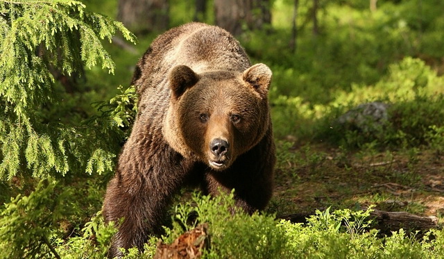 Un urs își face veacul pe lângă casele din Vădurele