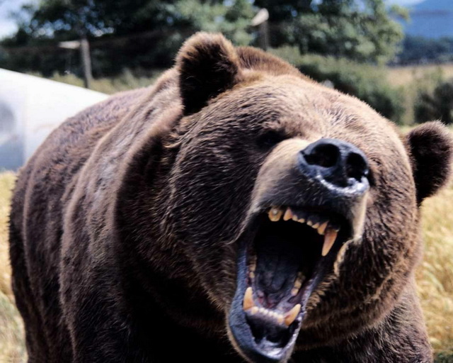 Atacurile urşilor, „rezolvate” pe repede-înainte, prin ordonanţă