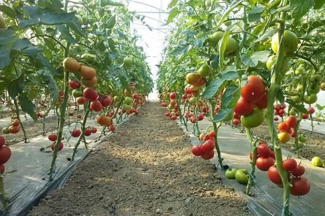Revine „Programul Tomata” &#8211; 4000 de euro ajutor de minimis