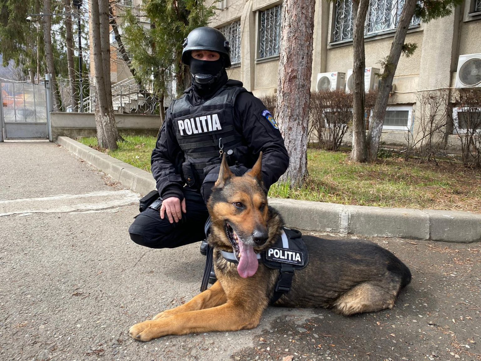 caini politisti jimmy
