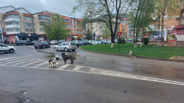 “Iubiți și câinii vagabonzi” de la Târgu Neamț