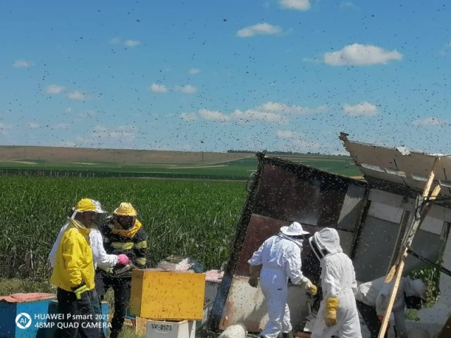 RO ALERT: Nu circulați cu geamurile deschise în zona Hanu Ancuței- pericol de înțepături de albine