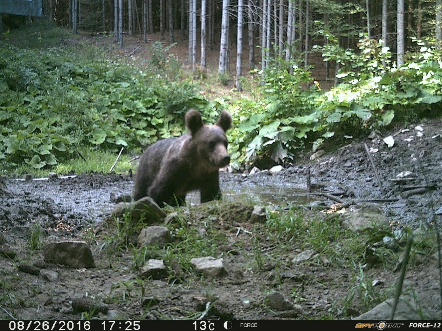 Avertizare RO-ALERT: urs văzut în Bicaz romsilva neamt ursi 2022 12