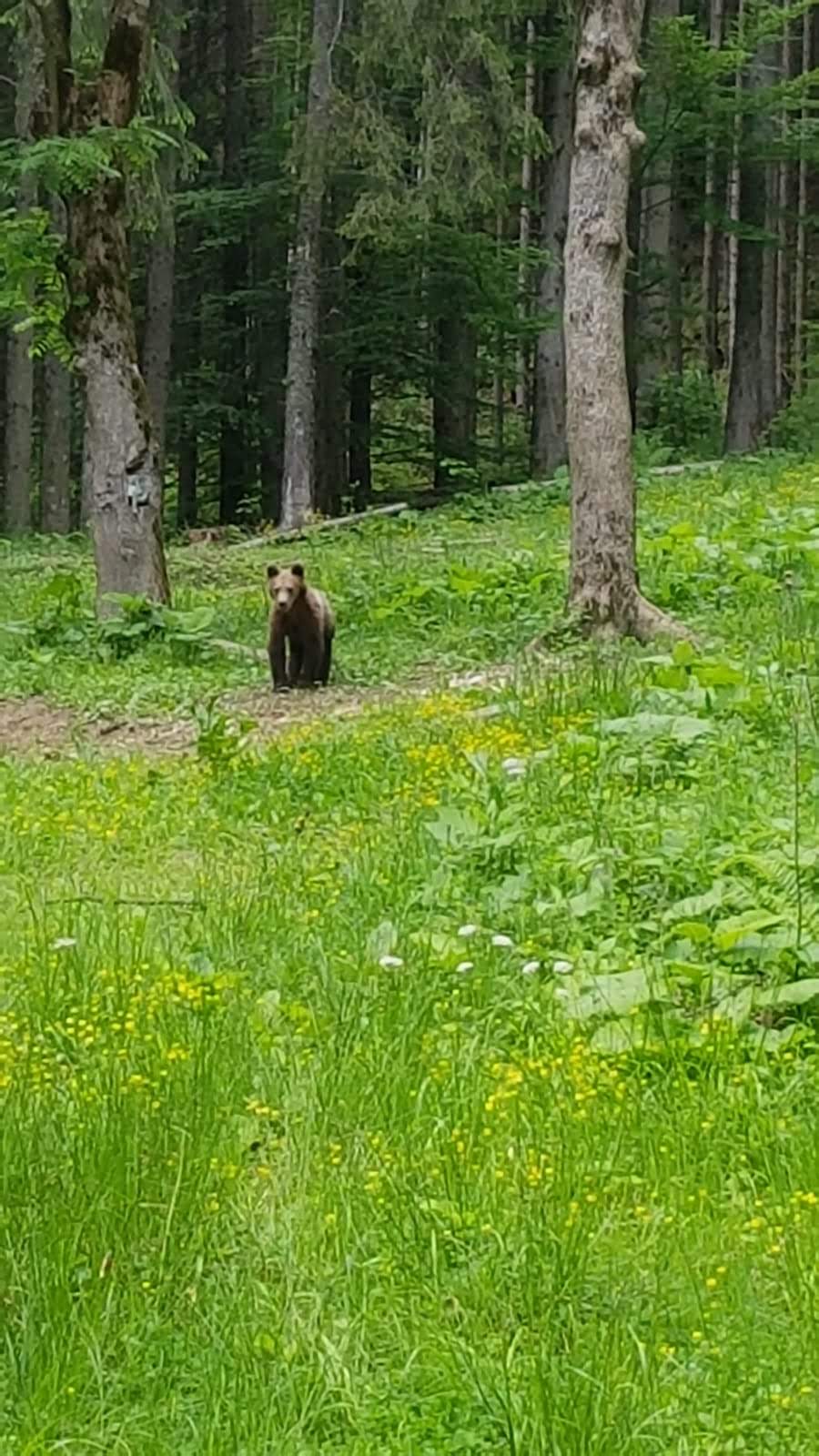 Liber la împușcarea extinsă a urșilor agresivi. Obiecțiile președintelui Nicușor Dan au fost respinse la Curtea Constituțională