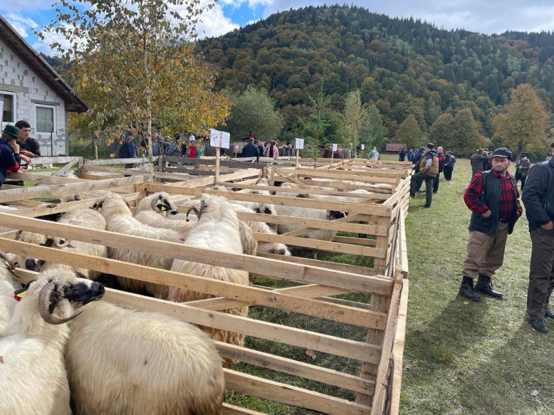 VIDEO. FOTO. Festivalul Oierilor de la Grințieș