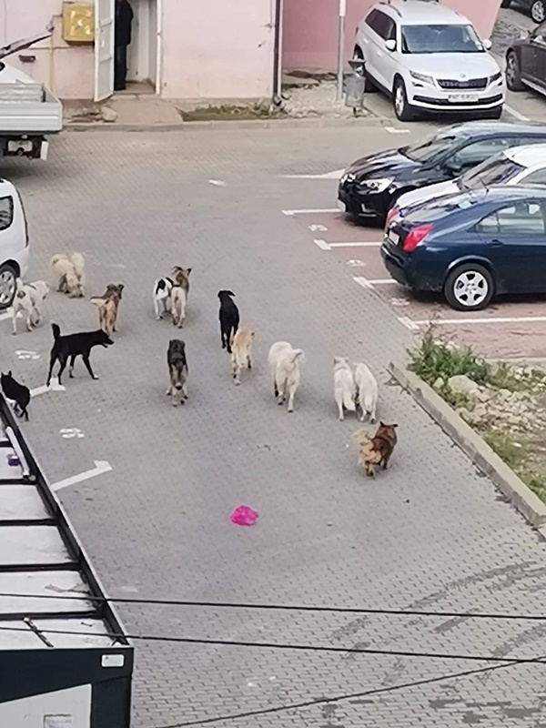 Haite de câini pe străzile din Târgu Neamț