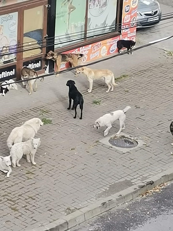 Haite de câini pe străzile din Târgu Neamț