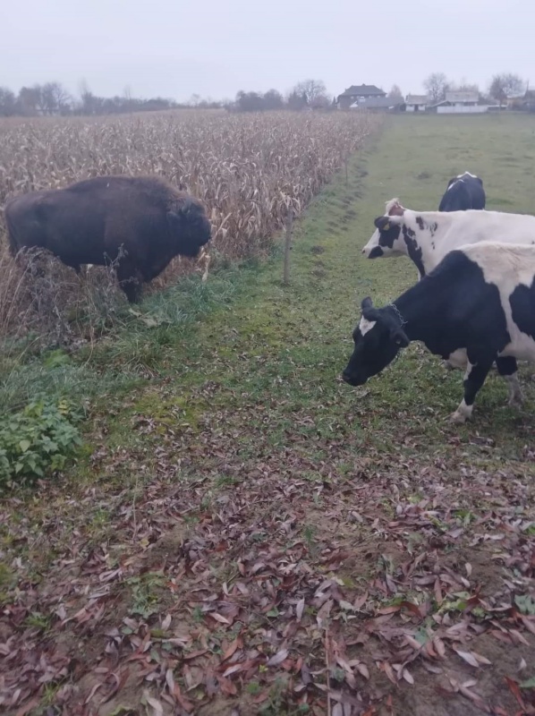 Confruntarea zilei: zimbru vs vaci la Săcălușești